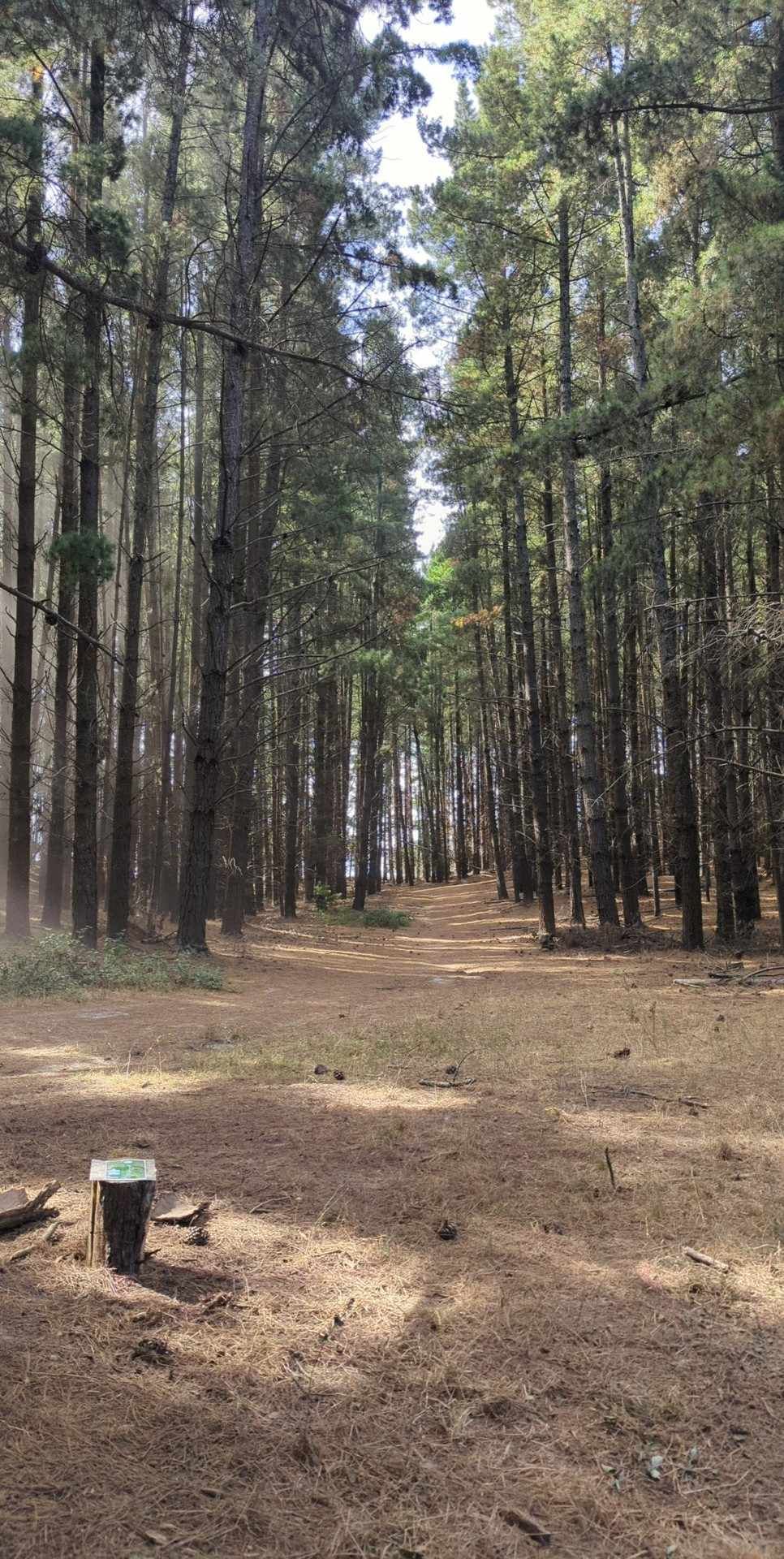 Hole 9 basket.
