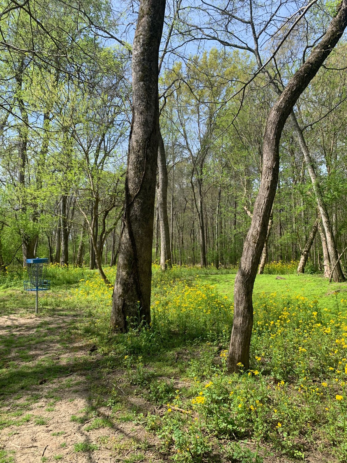 Hole 8’s green