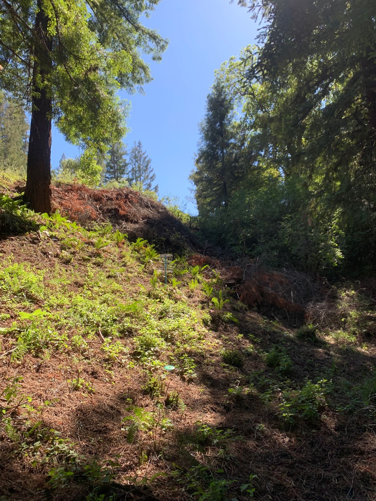 Green of hole 6