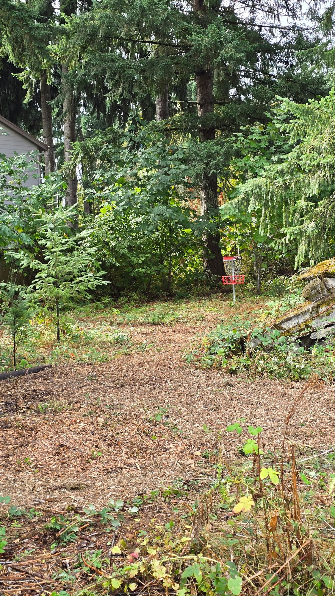 New Wood chips added 9/25