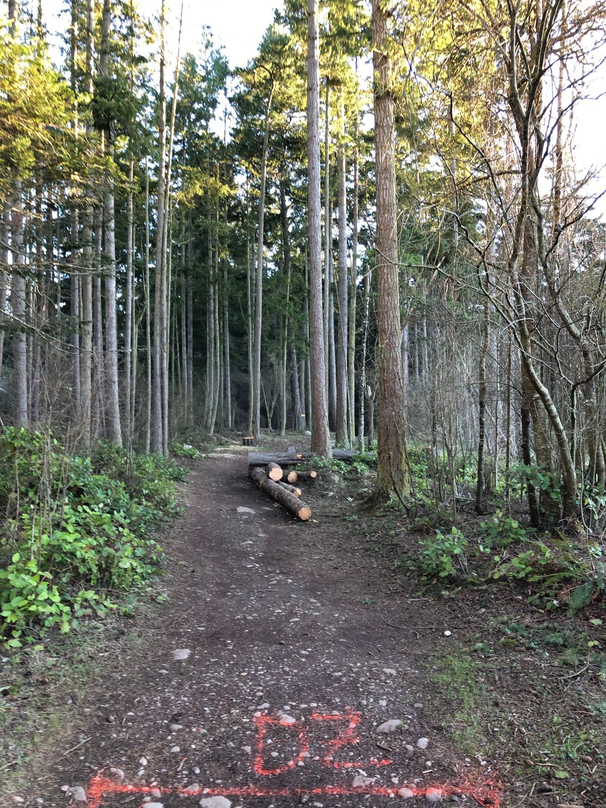 Recent clearing and new drop zone on hole 4.