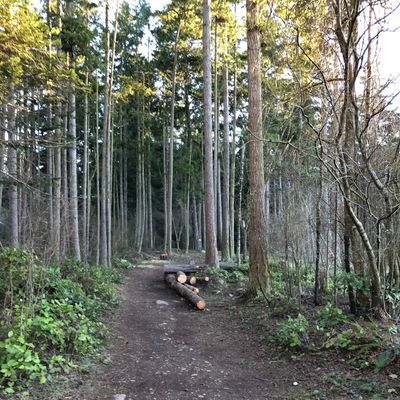 Recent clearing and new drop zone on hole 4.