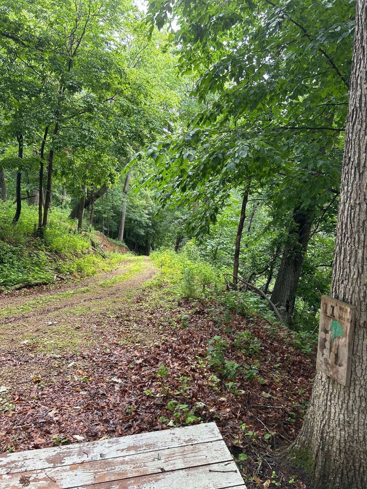 Hole 11-The decent… basket is basically straight down the road. Safety is keeping to the left.