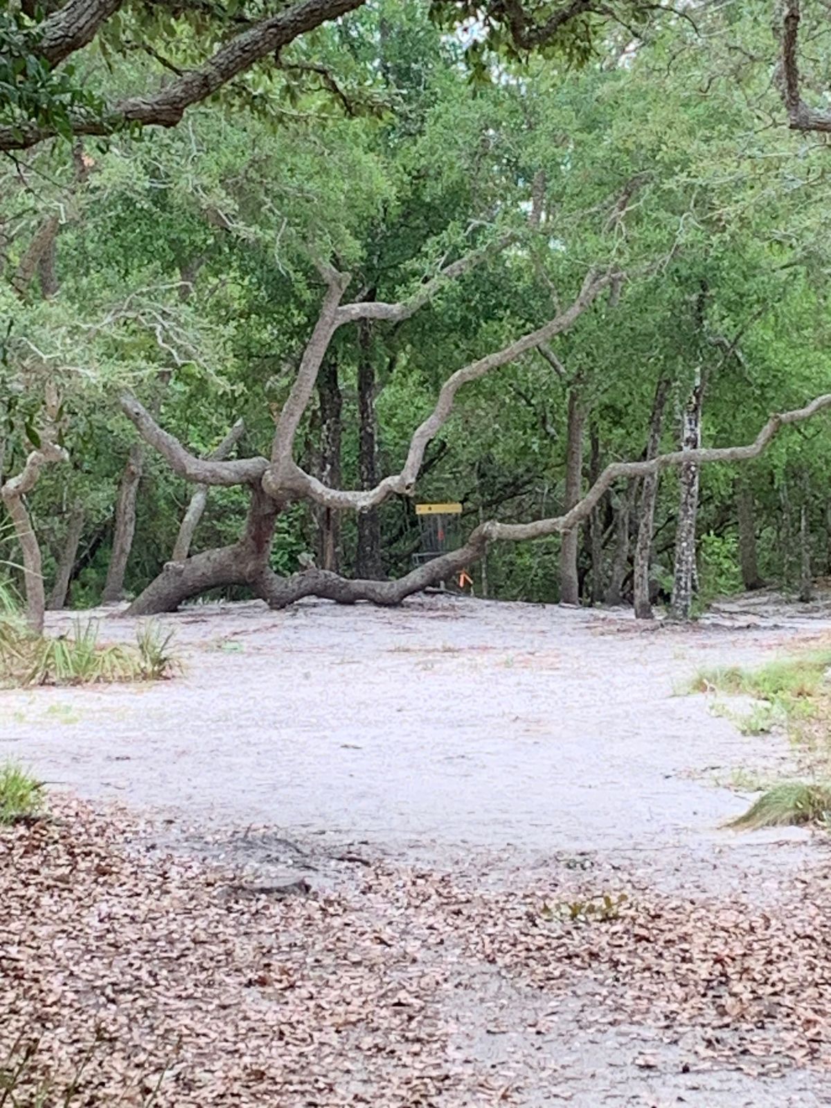 Hole 4 basket

