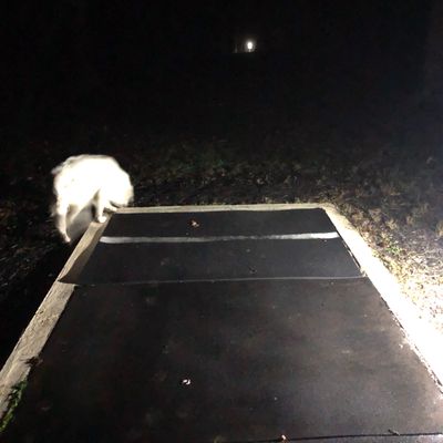 Night golf with motion controlled T box lights.