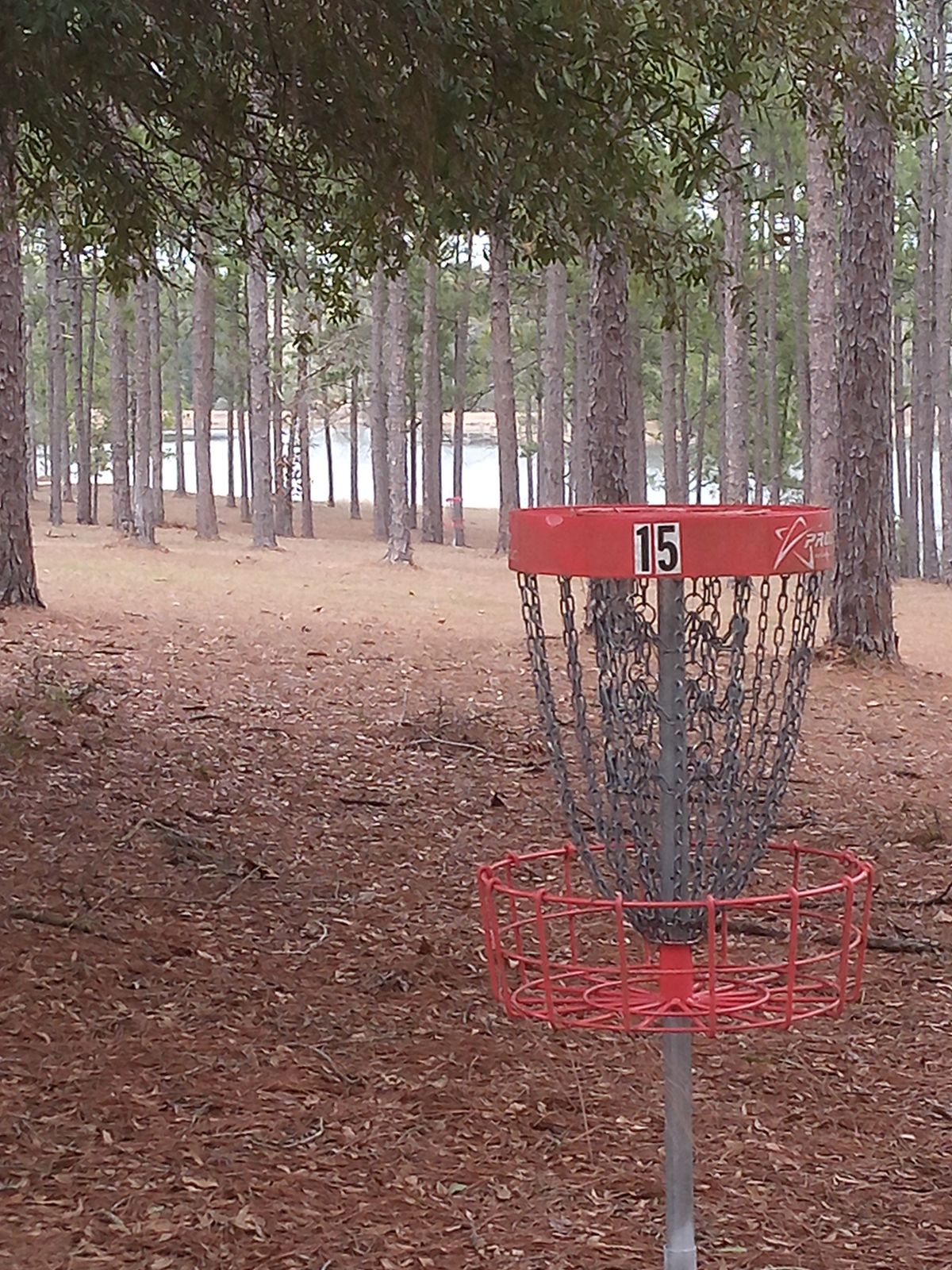 15 with #1 basket in background