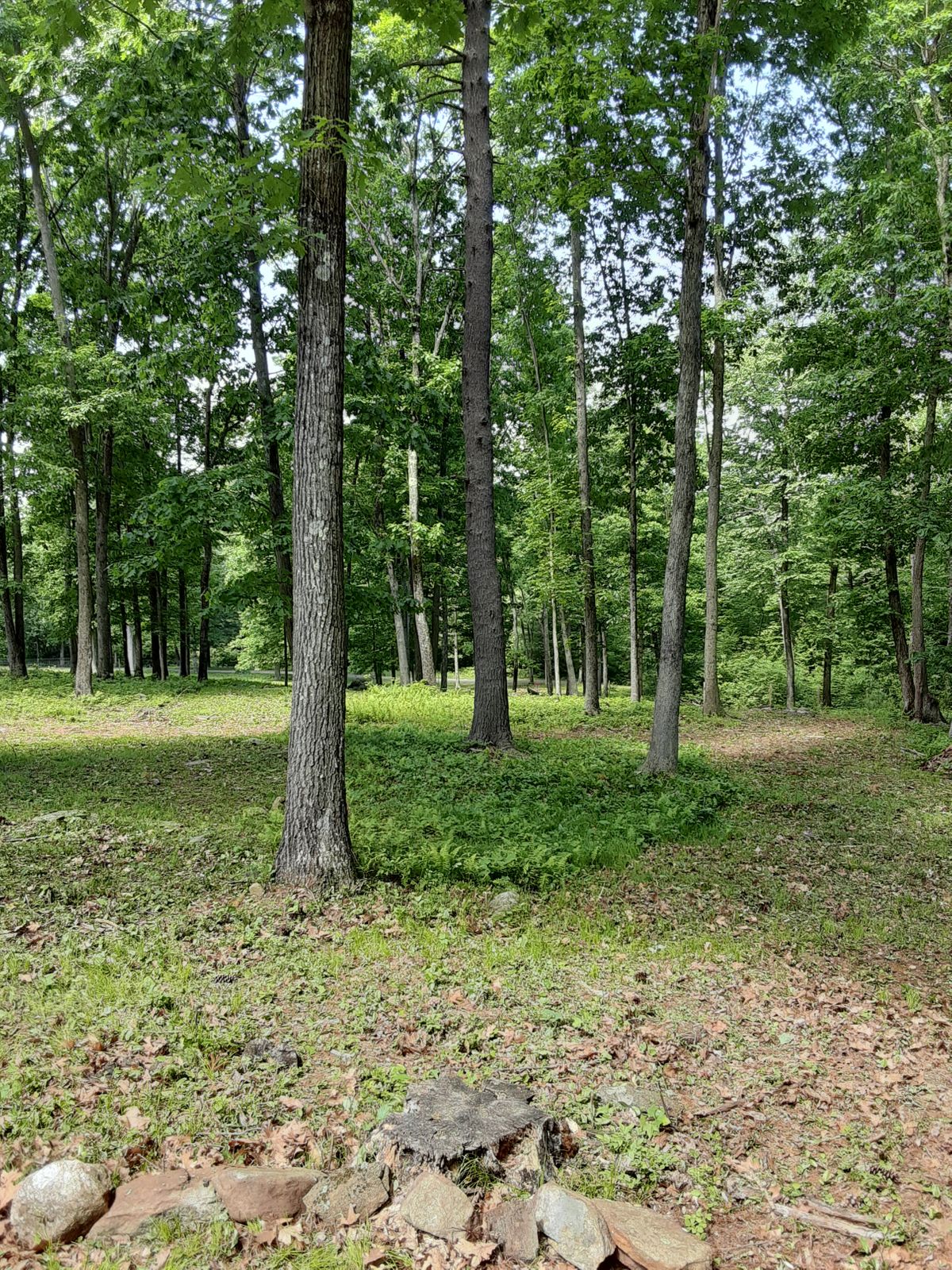 Tee pad hole 3. Red basket in view.... barely