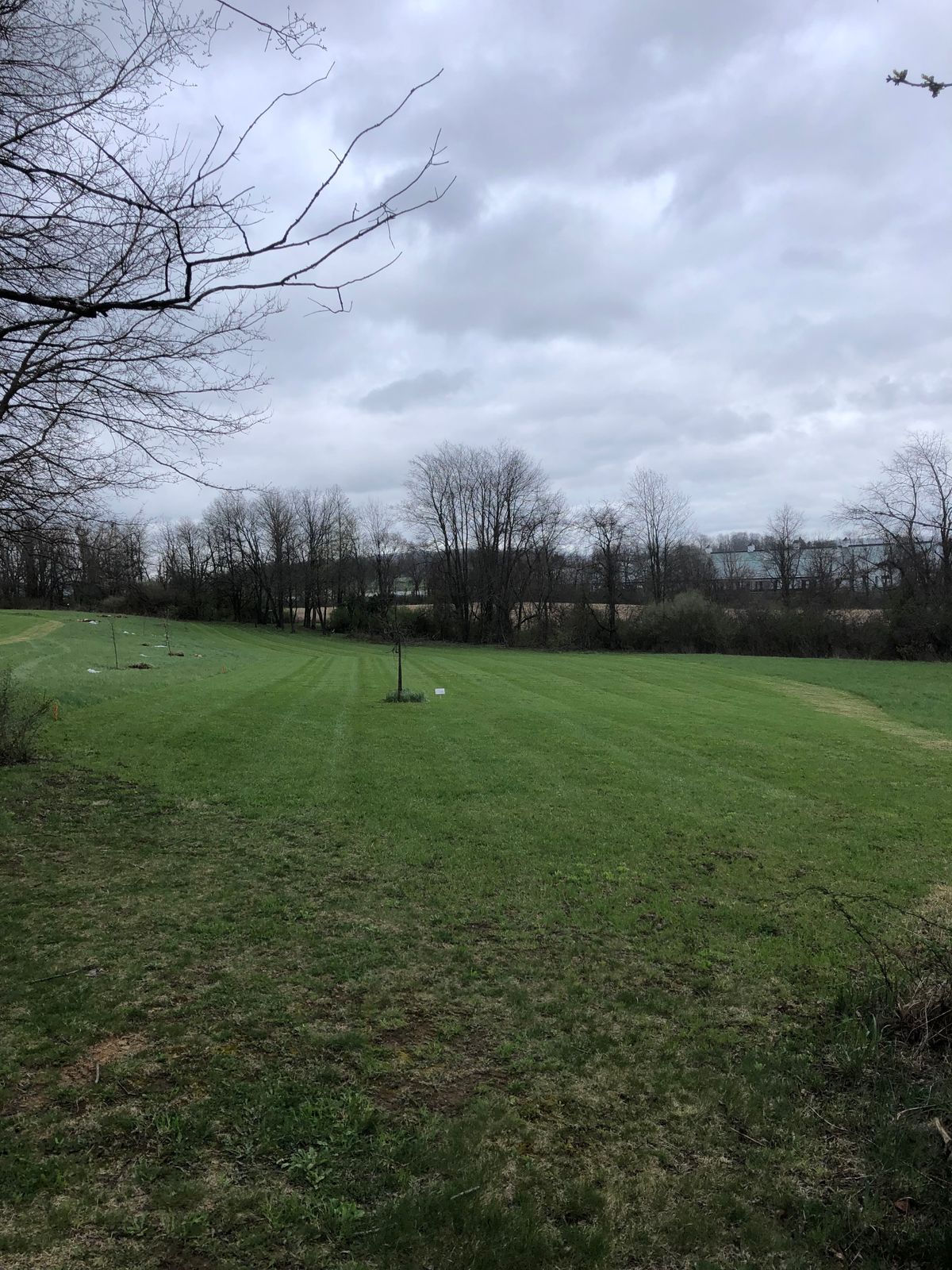 Hole 13 from initial tree line, new trees being planted along the left side