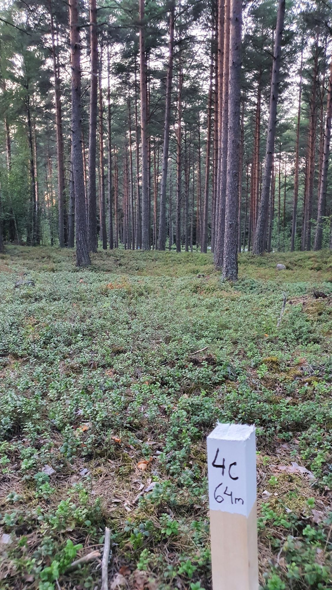 4C tiipaikka