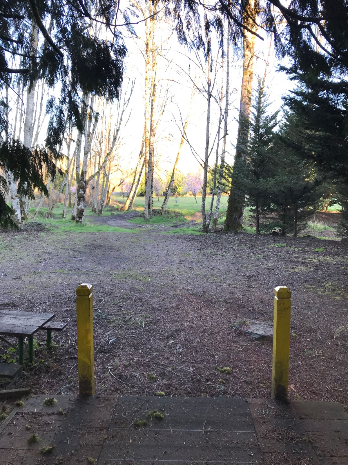 View from Tee Pad 6 to basket through trees.