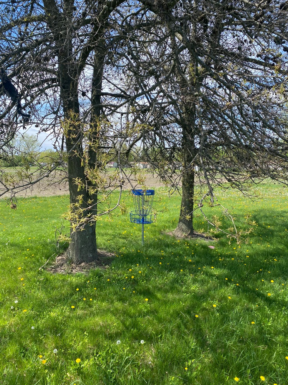 Guardian trees with low branches make putting into the basket challenging