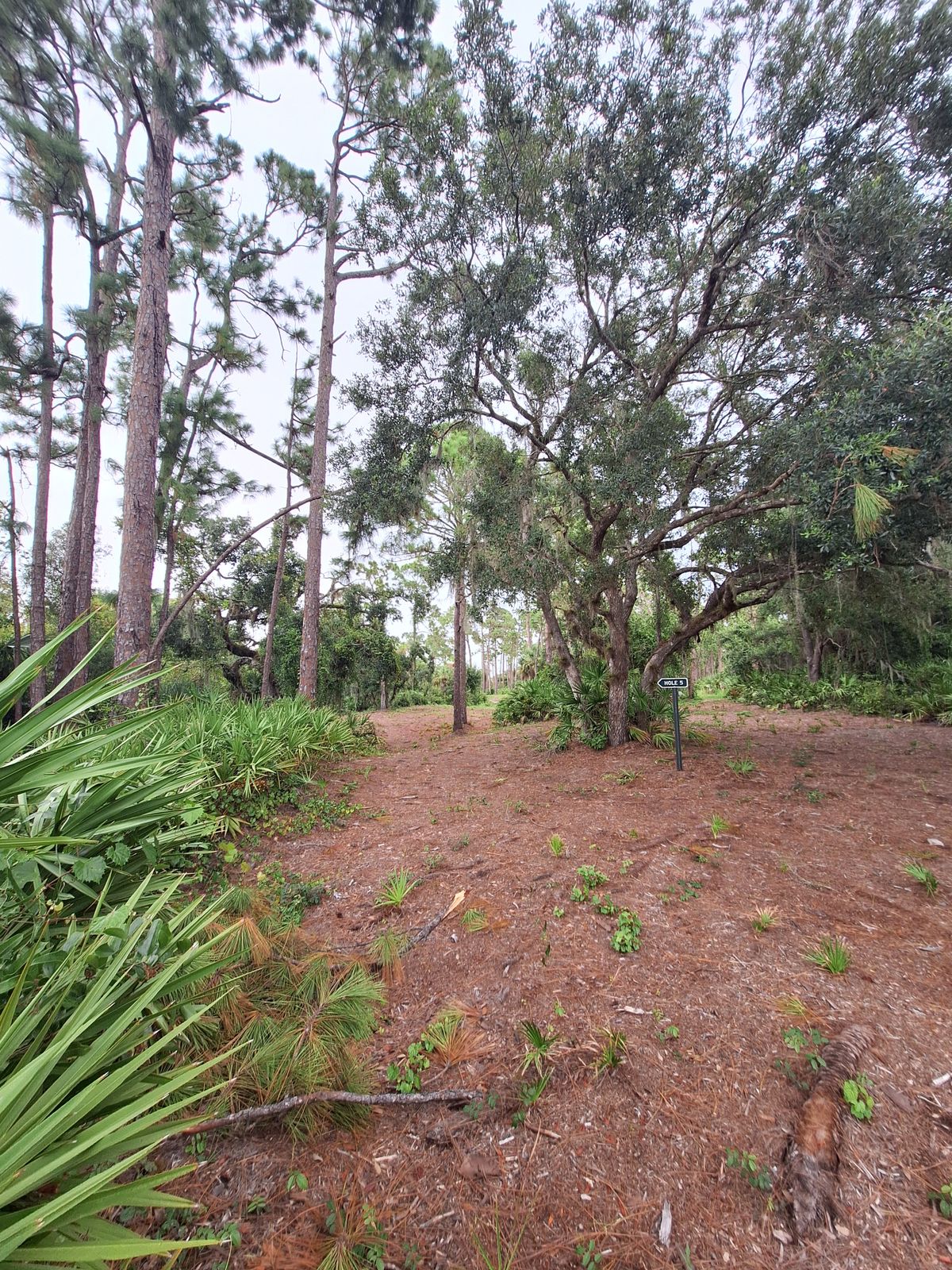 Hole 5 dog leg left after tee shot