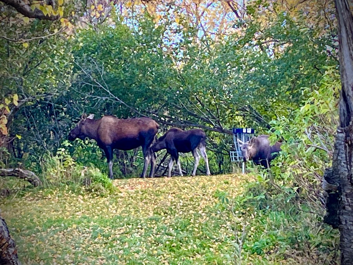 Hole 8 guardians