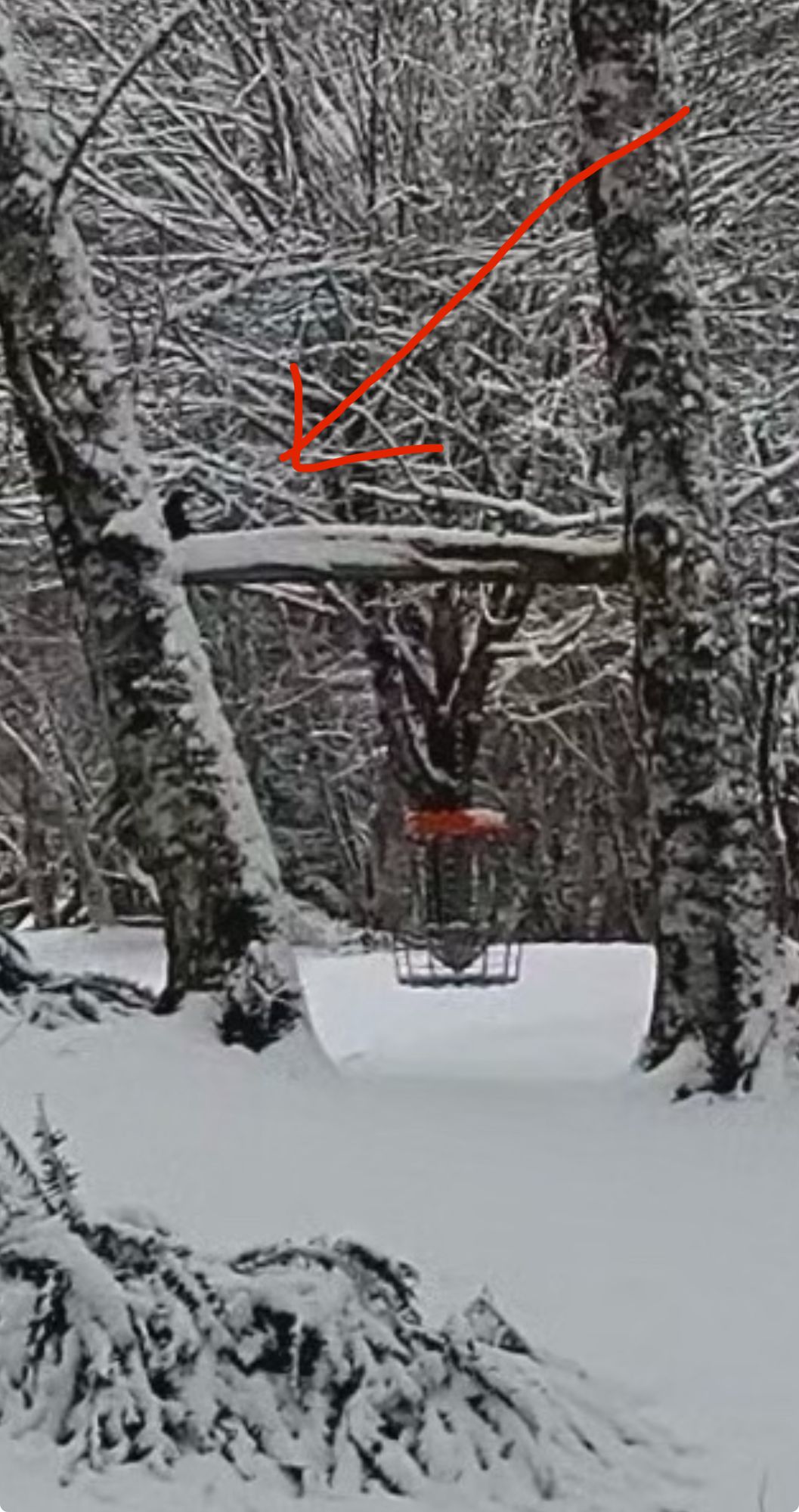 Literally a raven sitting above the dope basket near “Ravens Run”