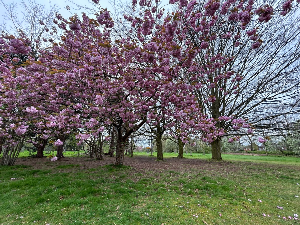 Looking across from #4 at the 13th basket hidden within a copse of trees including these fab cherry blossoms.