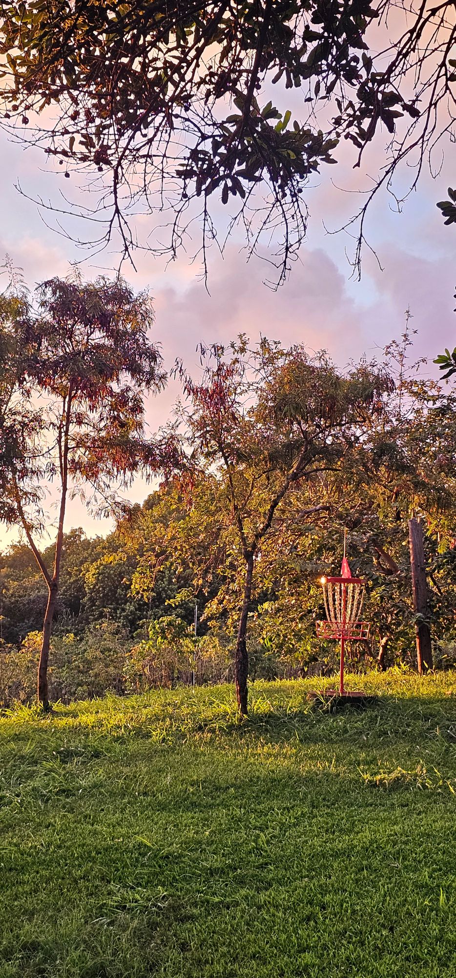 Sunset on 15's basket