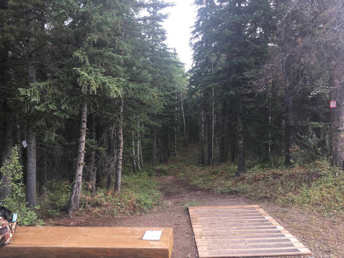 Tee pad 16.🇨🇦👍🪵🌳👍