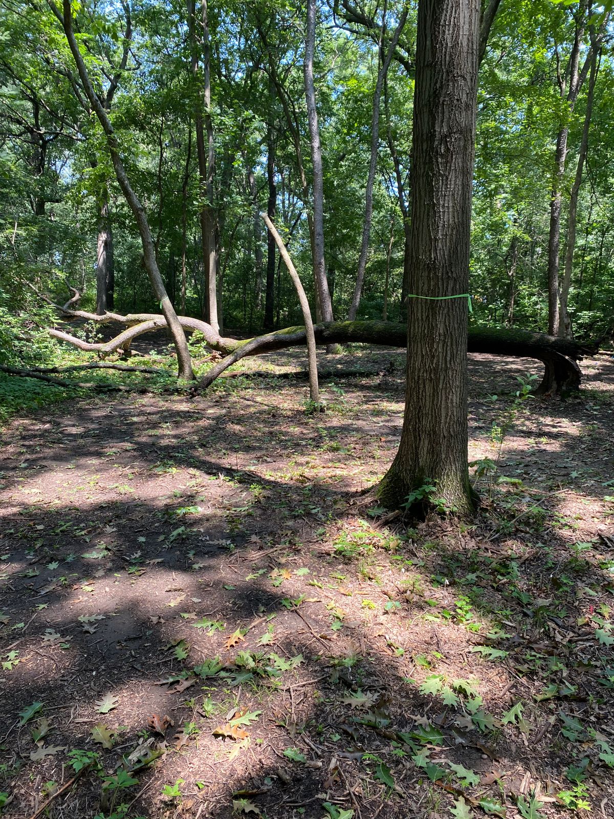 Turn left at fallen tree.