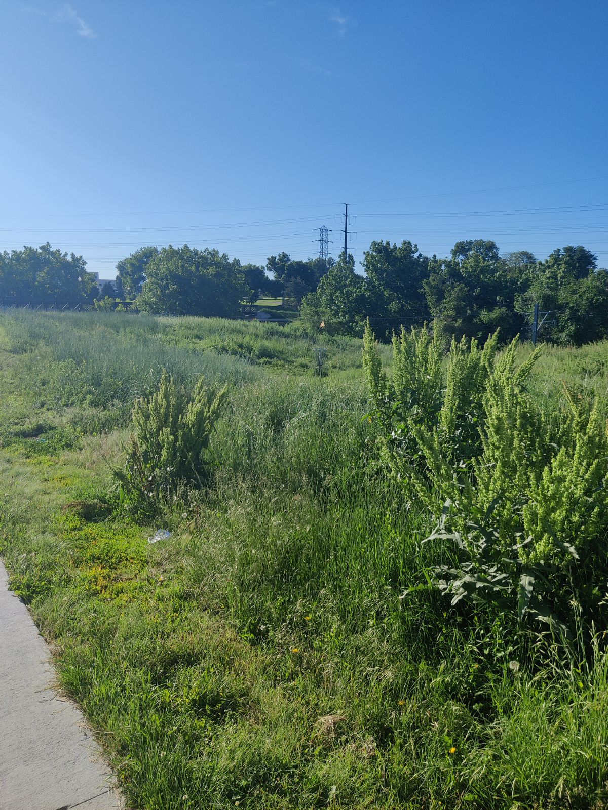 Too overgrown to play