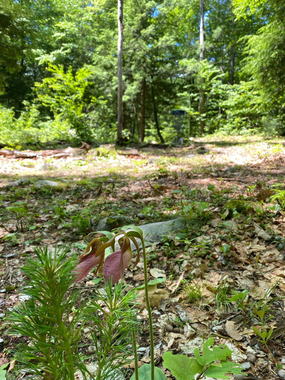 Lady slippers on hole 10
