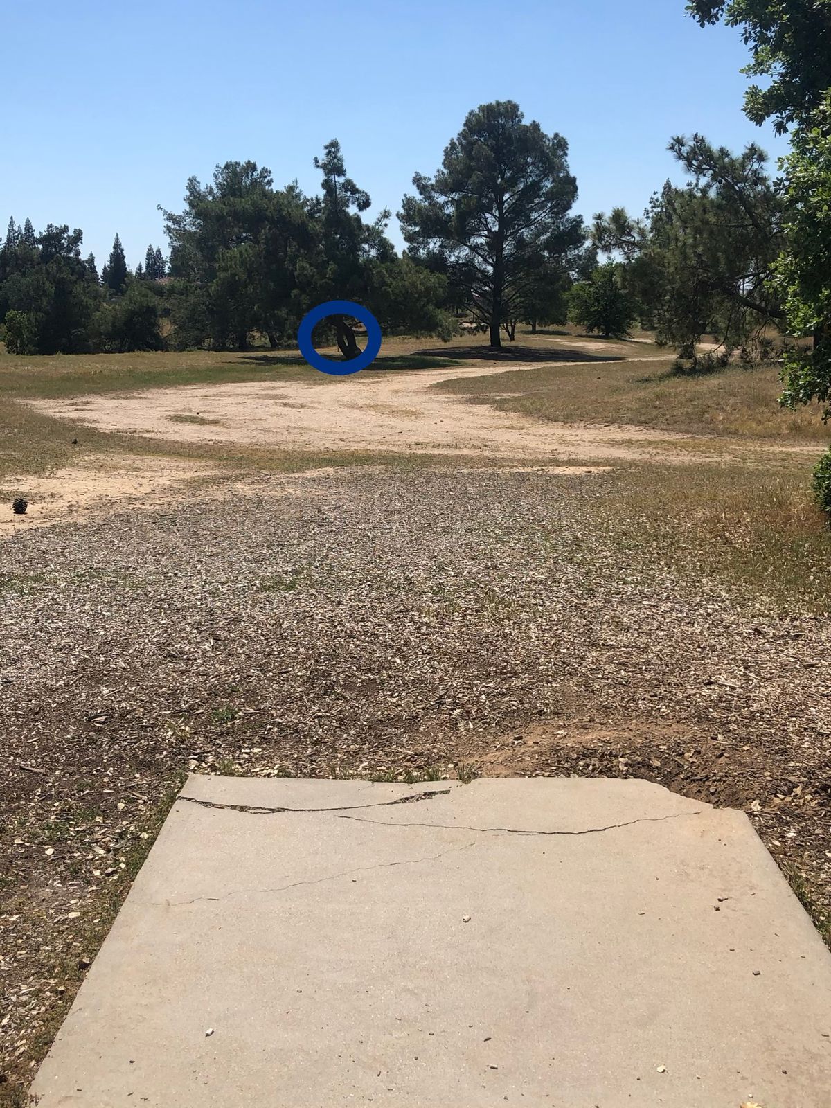 Hole 11 tee to basket