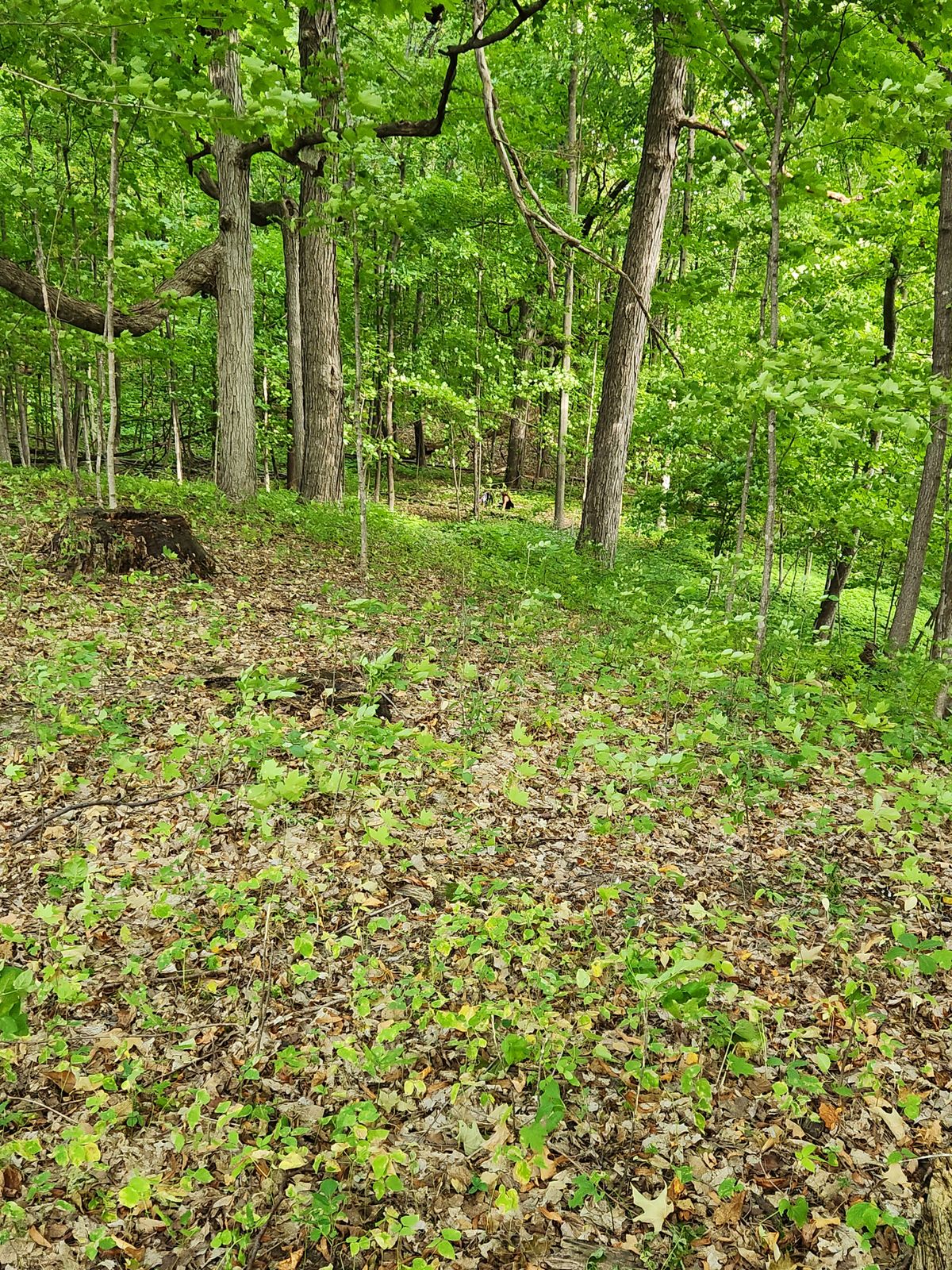 9th downhill fairway