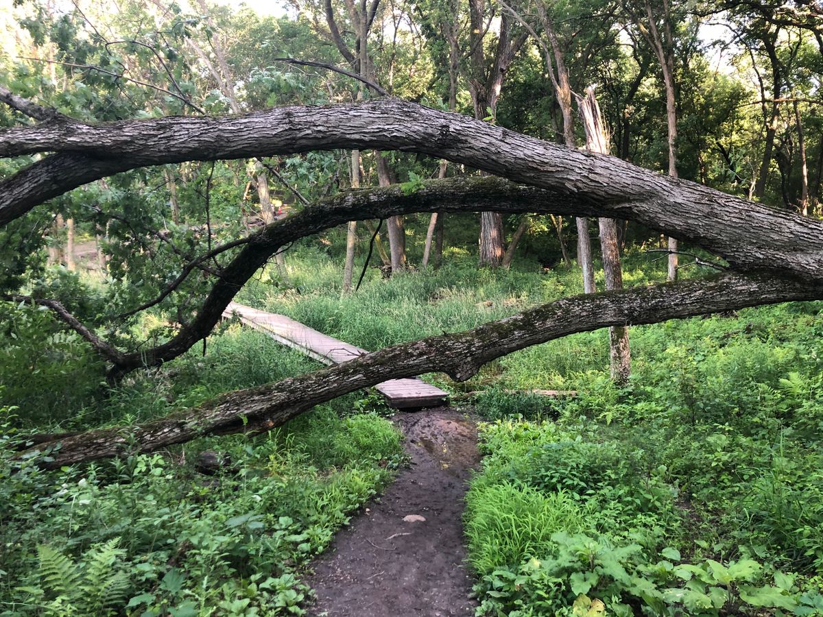 Watch your head walking to 12th tee box. Tree down from storm on 6/28/20.