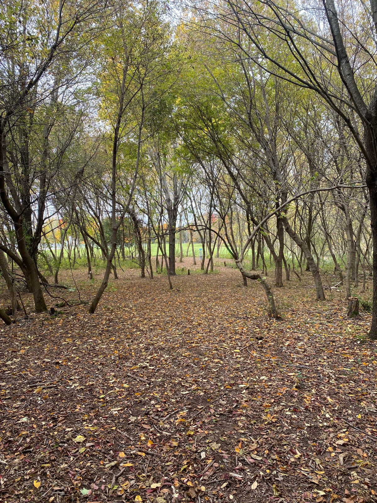 Hole 9fairway