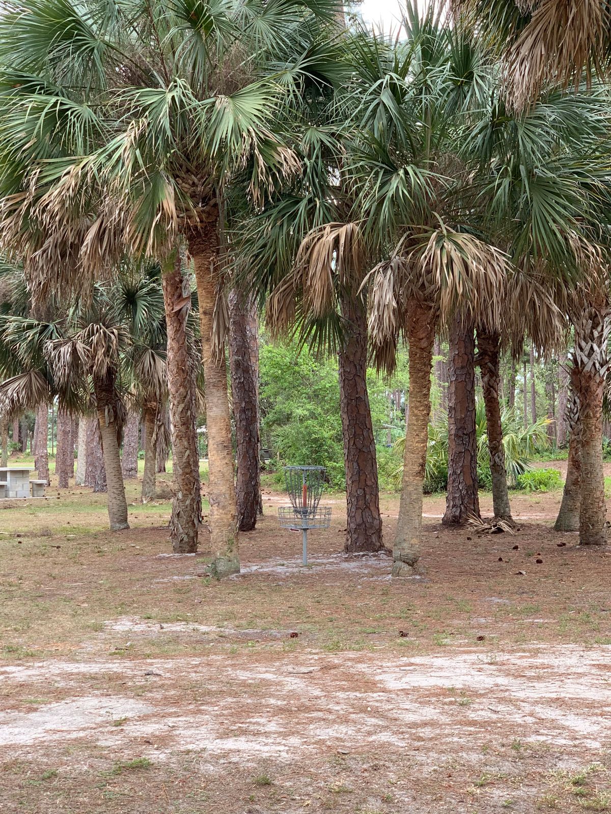 Guardian palms