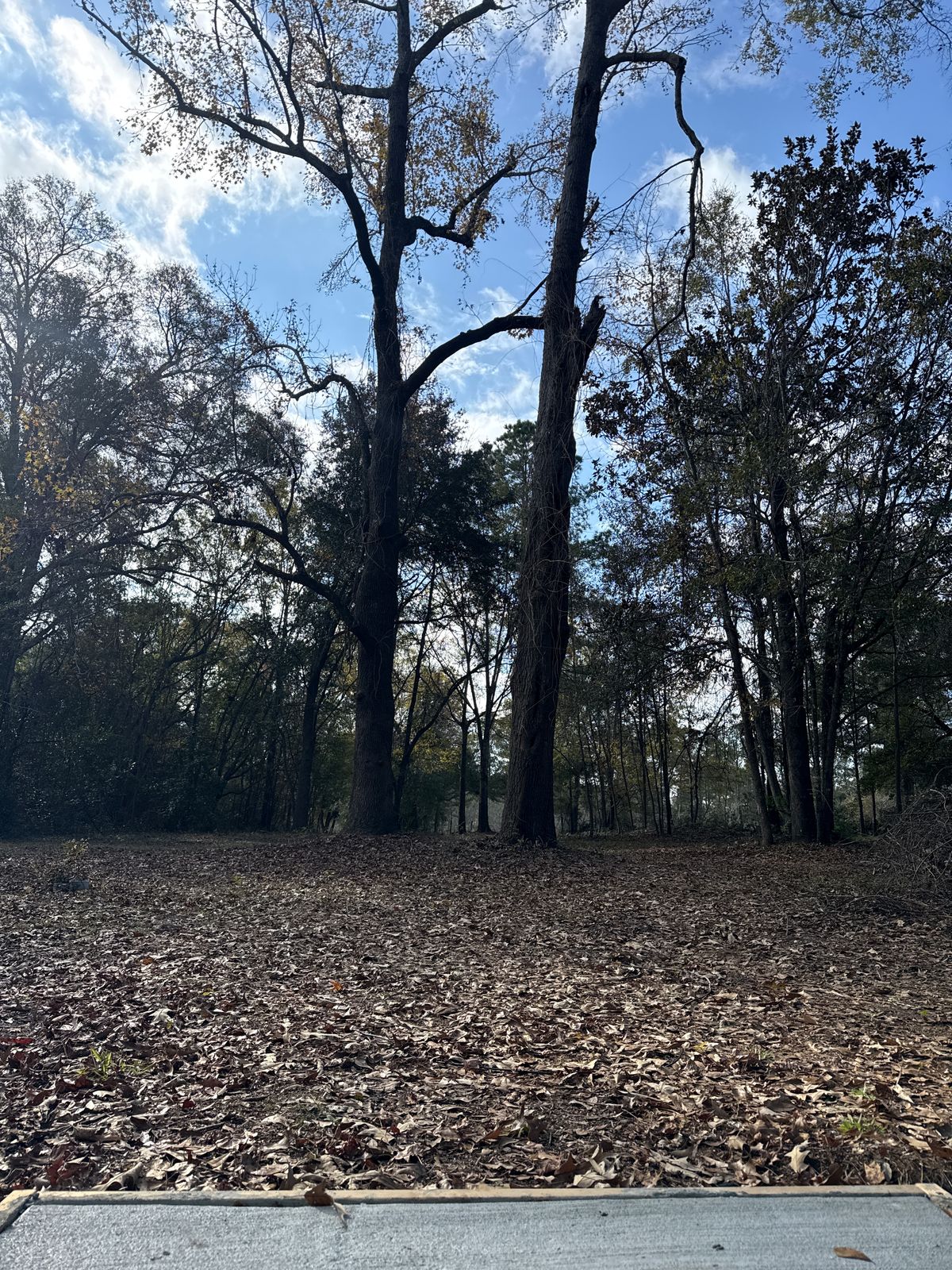 Hole 16 Fairway with double mando trees