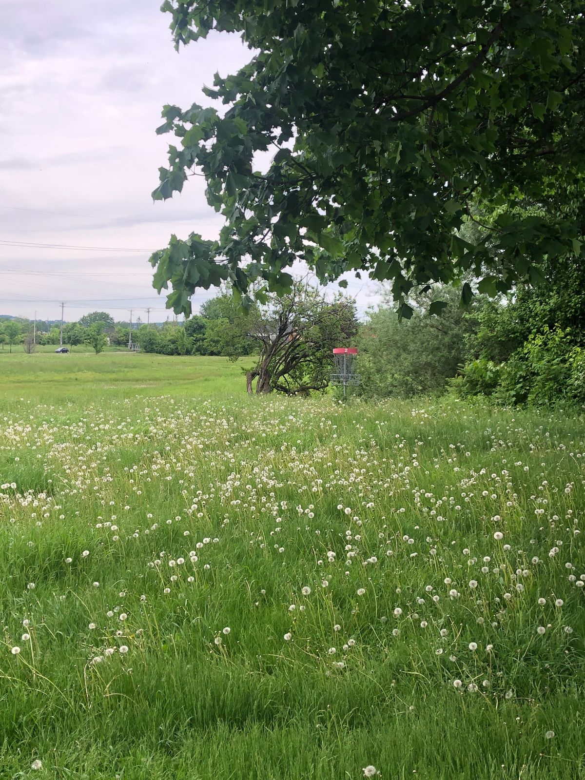 Tall grass all around. Make sure you have a spotter!