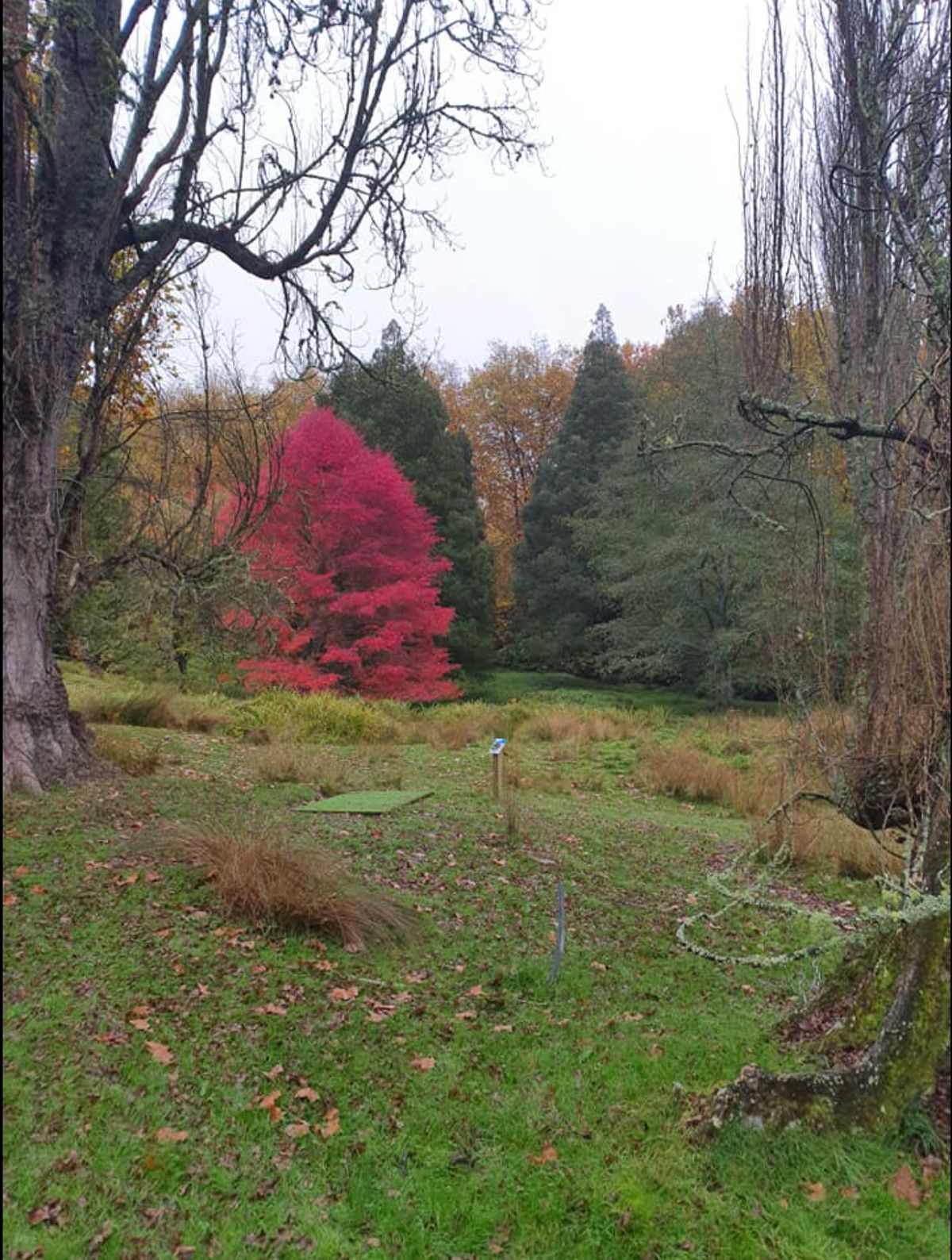 A particularly magnificent display of Autumn beauty on Hole 6, May 2021.