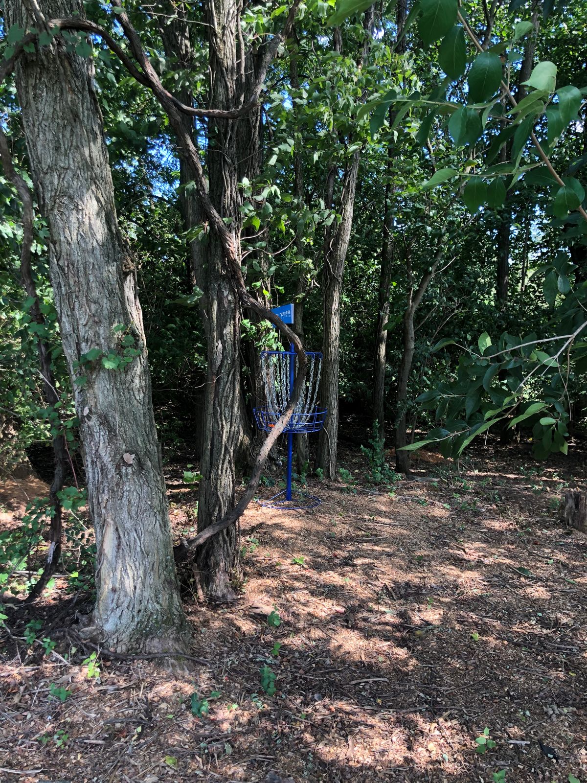 Basket 1 is tucked behind two trees.