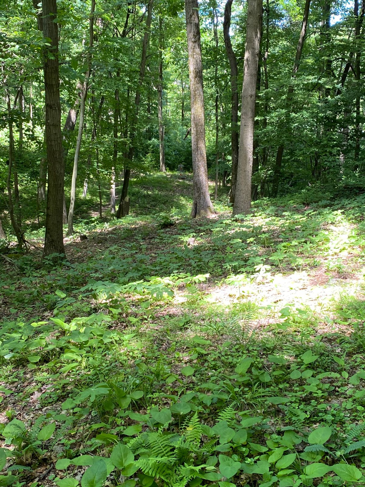 Hole 7 approach