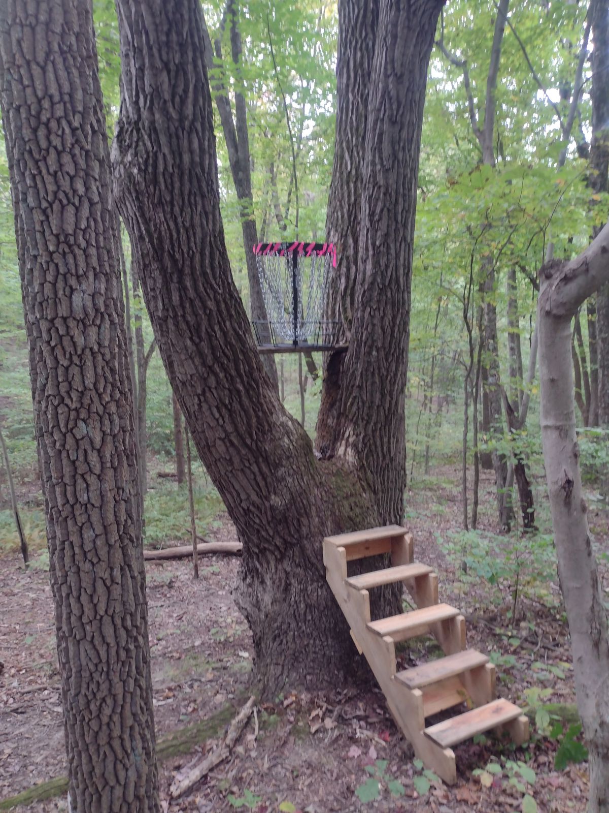 Steps up tree hole.  Very necessary