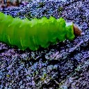 larrylarval