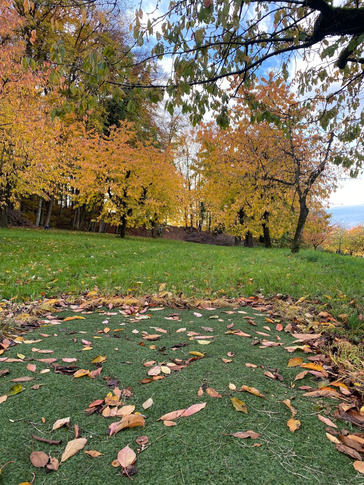 Tee 11 “Lila’s hyzer”