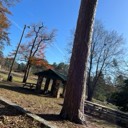 treeking5