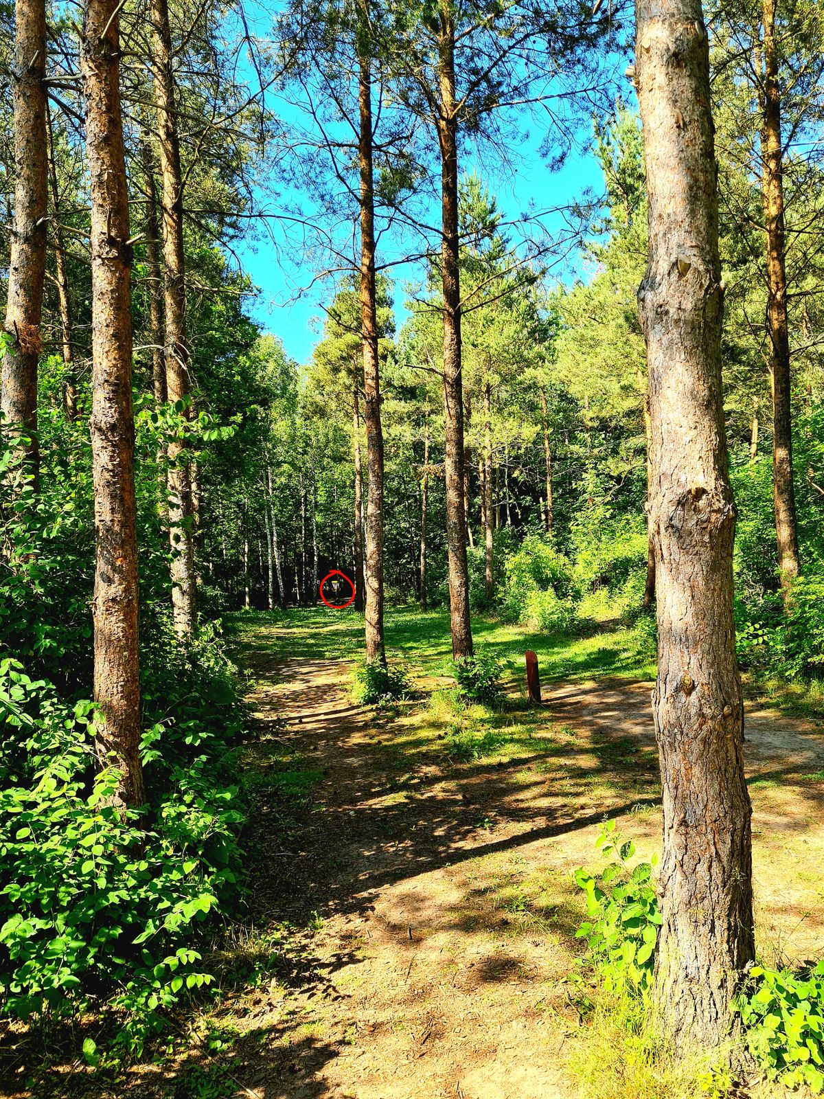 Hole 10, view from yellow tee