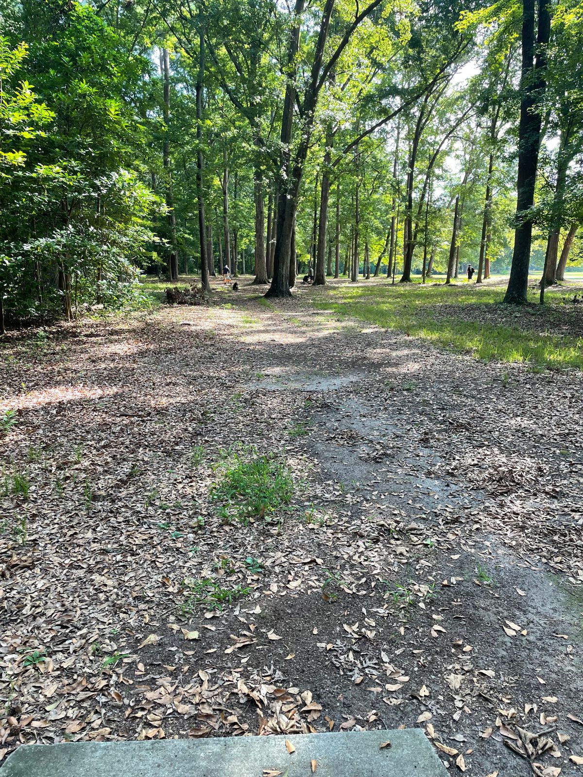 Hole #7 From The Tee Pad