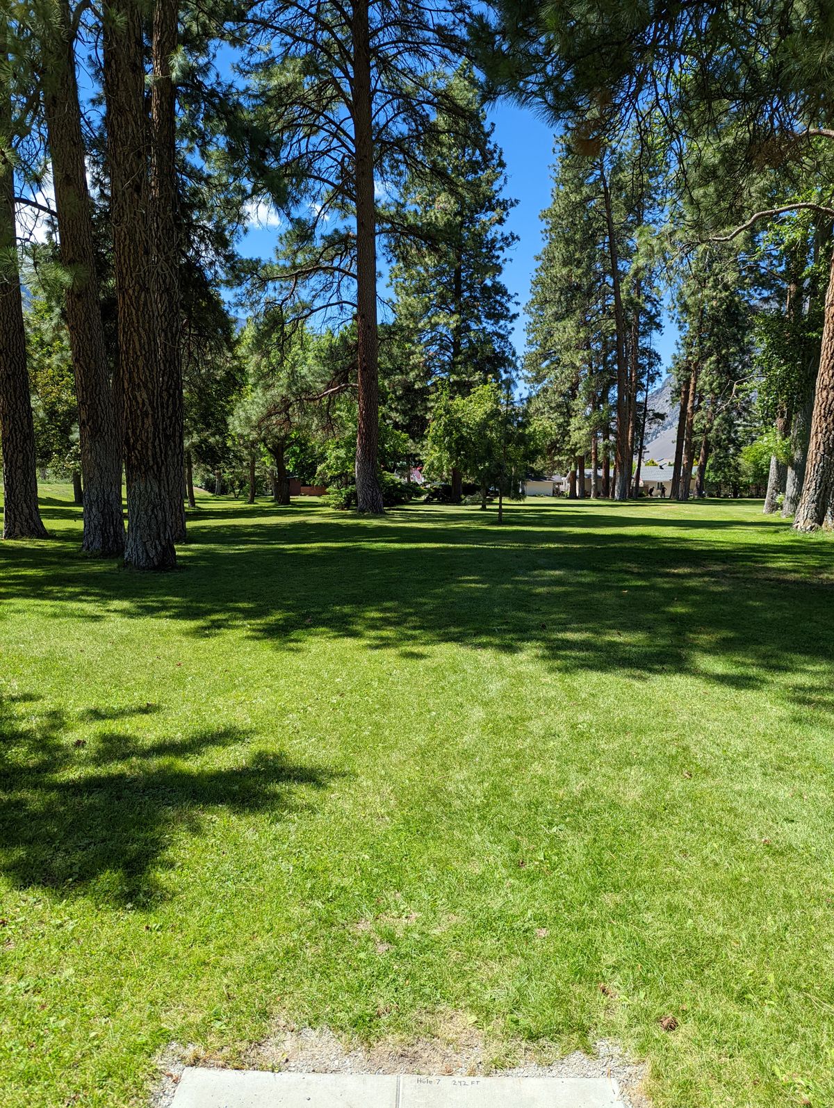 Hole 7 - 242' - Behind the large tree and bush