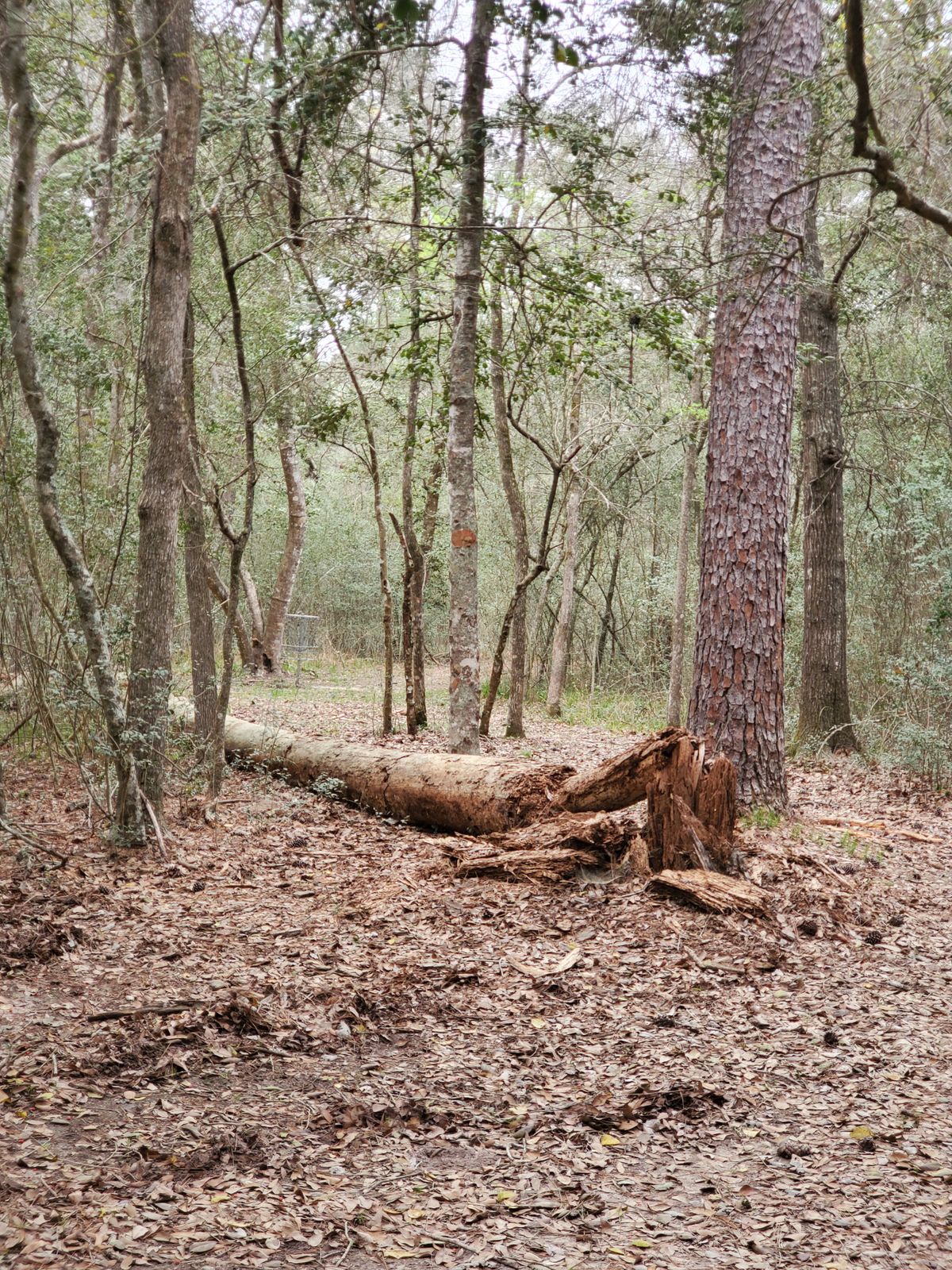 Hole 14 approach