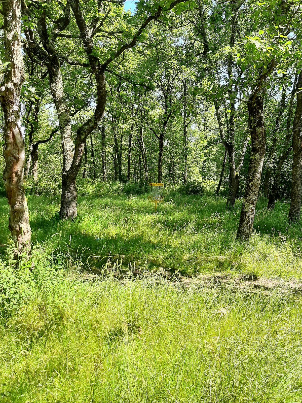 Débroussaillage nécessaire sur les fairways .... car l on ne voit même pas la zone hasard du 12