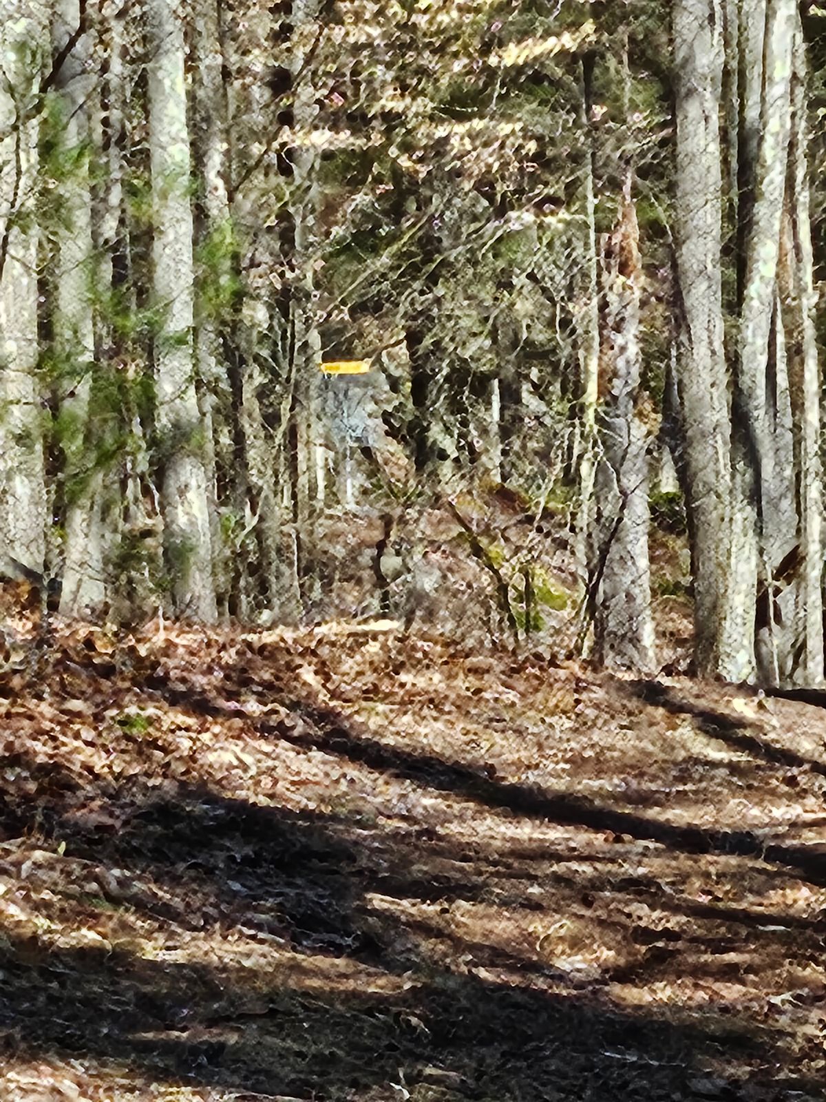 7th Tee