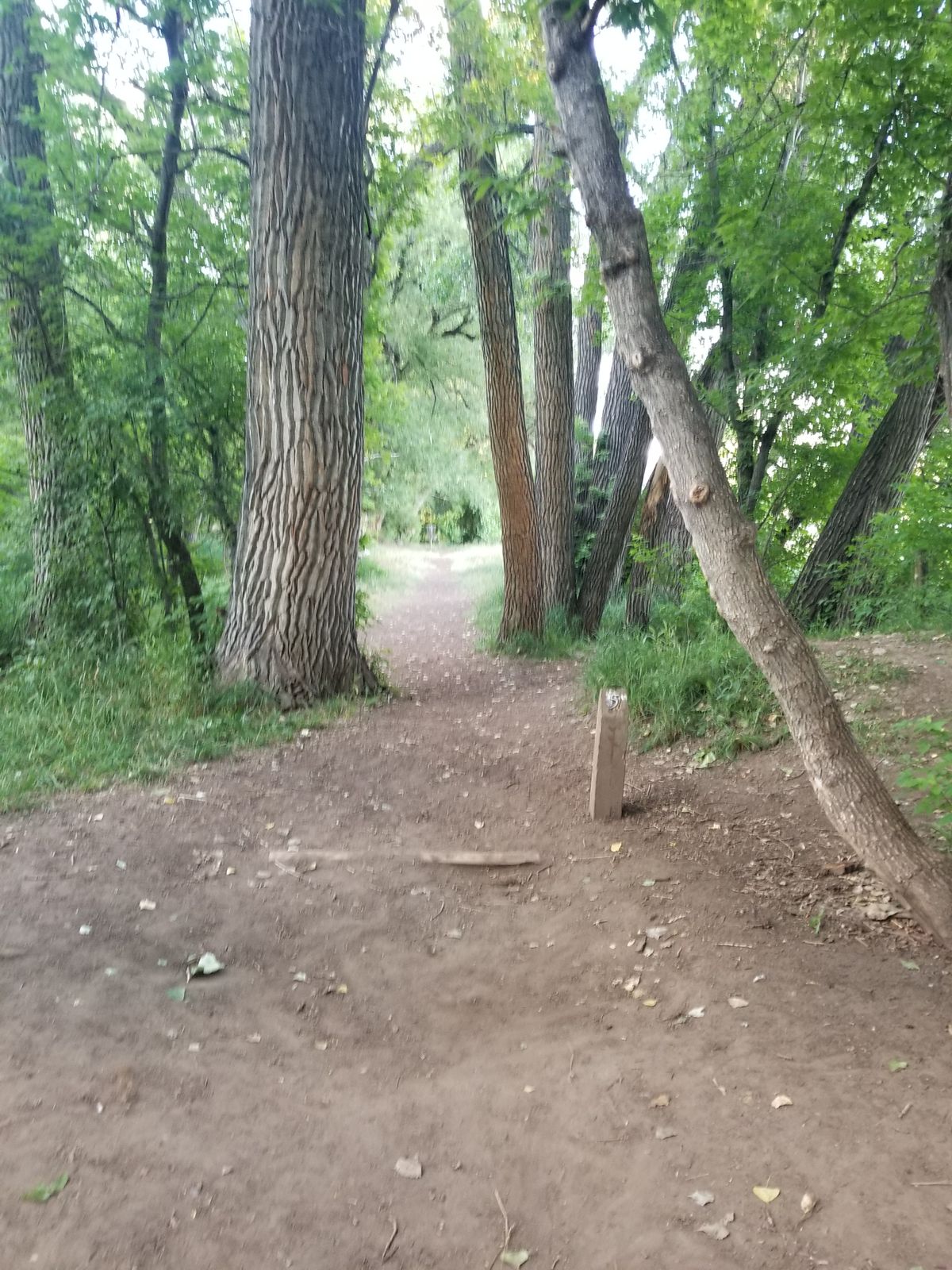 Hole 5, tight gap between guardian trees.
