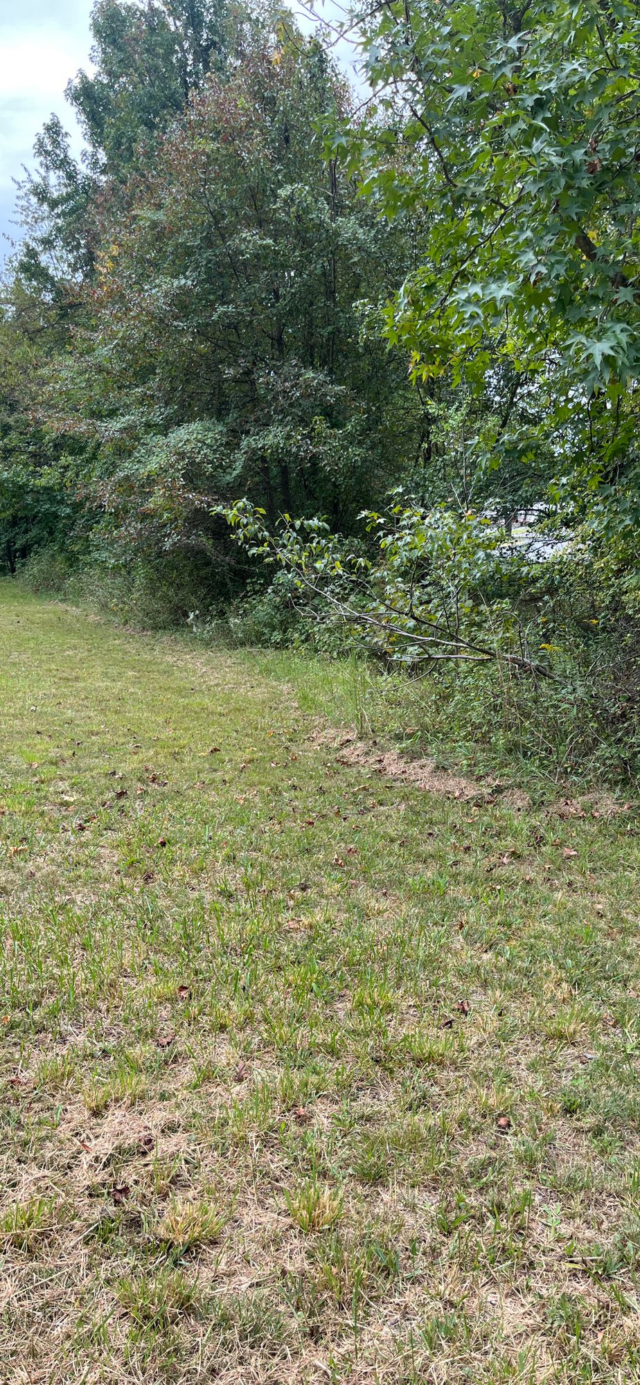 cut paths into the brush so we don’t have to walk through it or all the way around it to access tee