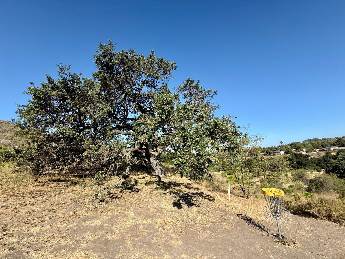 Hole 3 Basket and tree