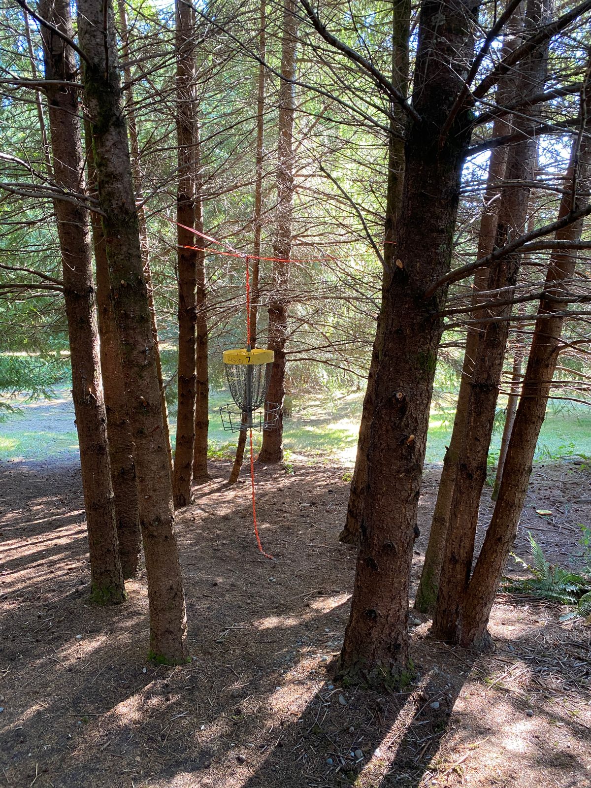 Elevated pin in a full tree jail. Limb management is very needed.