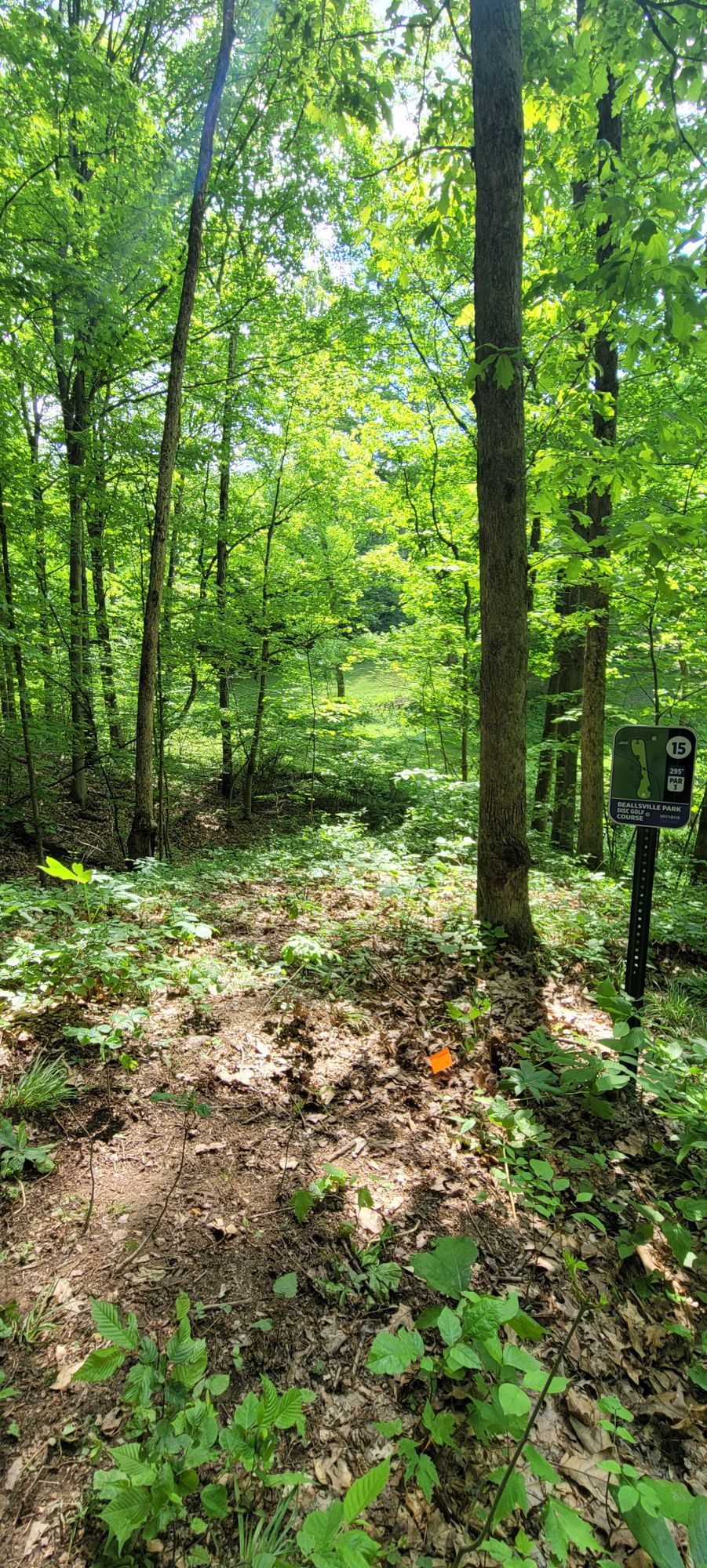 15 tee looking to fairway