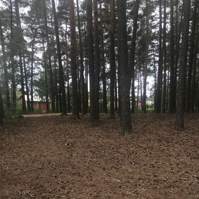 Korgen är rakt fram